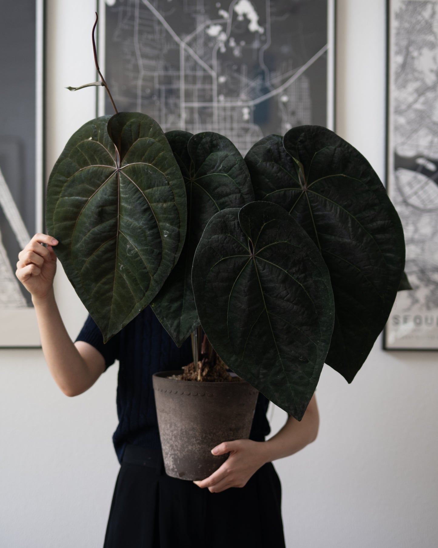 Tezula Anthurium Red Crystallinum X Tezula Anthurium Ace of Spades THREE-LEAF Seedlings