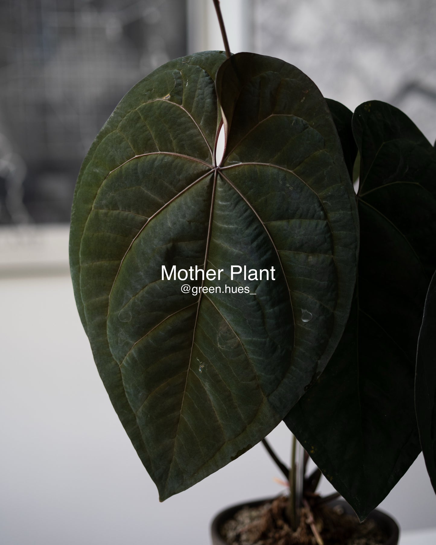 Tezula Anthurium Ace of Spades X Scott Cohen Anthurium Antolakii (BVEP) Seedlings (3'' Pot Size)