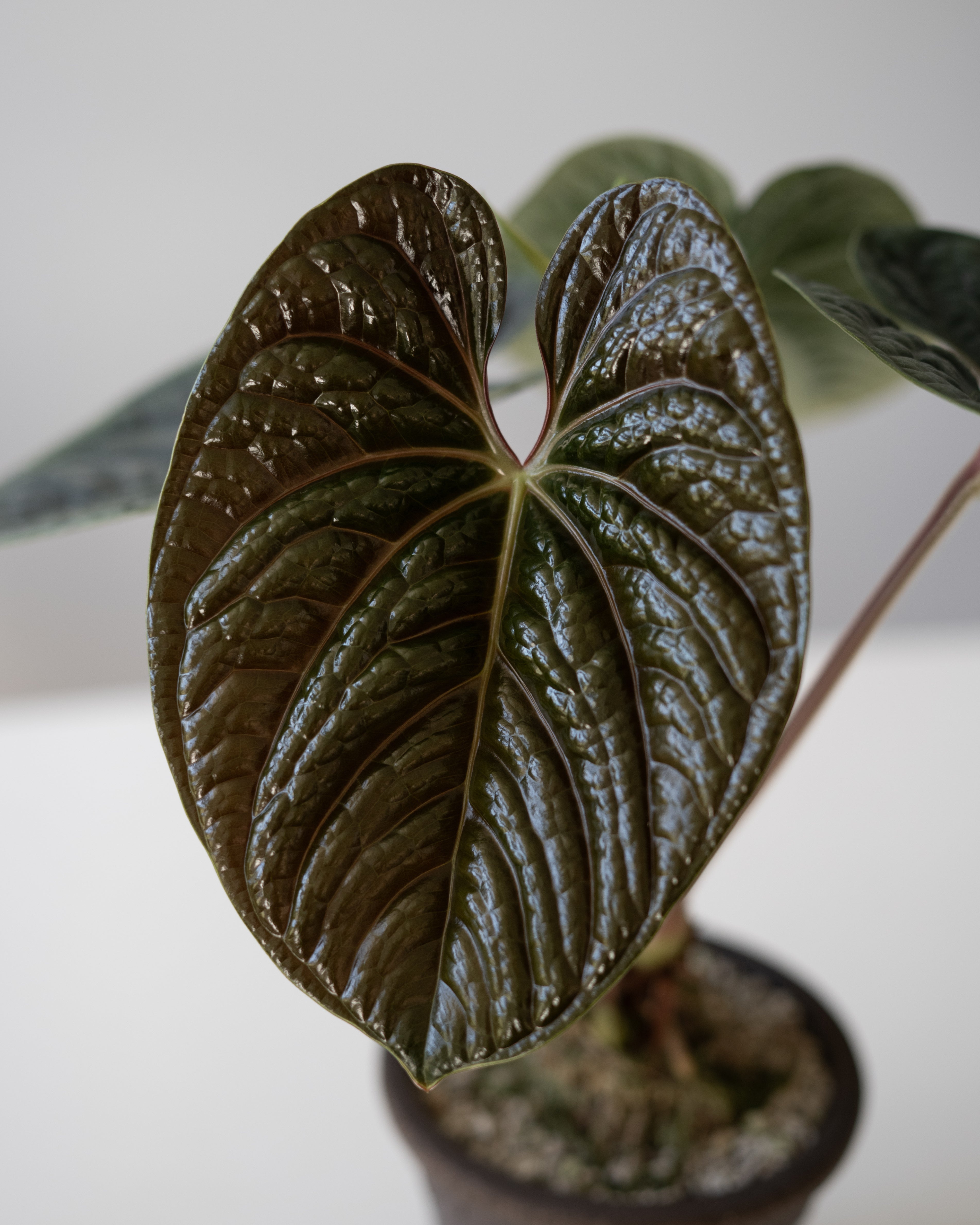 Tezula Anthurium Red Crystallinum X Anthurium Luxurians THREE-LEAF